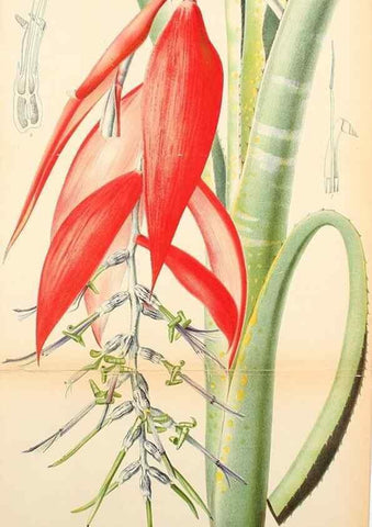 Reproducción/Reproduction 49158598137: Belgique horticole.. Liége.. 