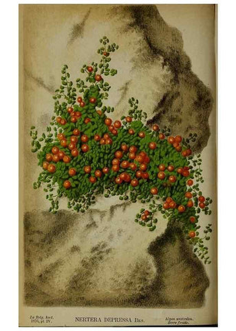 Reproducción/Reproduction 49158598582: Belgique horticole.. Liége.. 