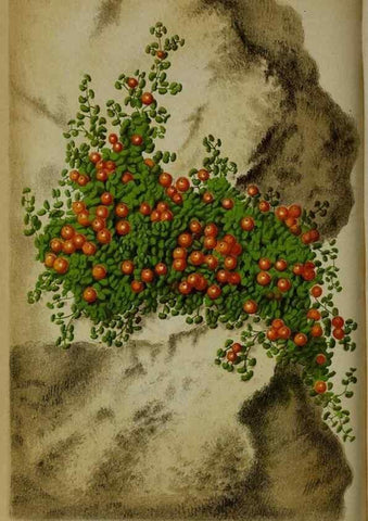Reproducción/Reproduction 49158598582: Belgique horticole.. Liége.. 