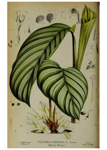 Reproducción/Reproduction 49157892248: Belgique horticole.. Liége.. 