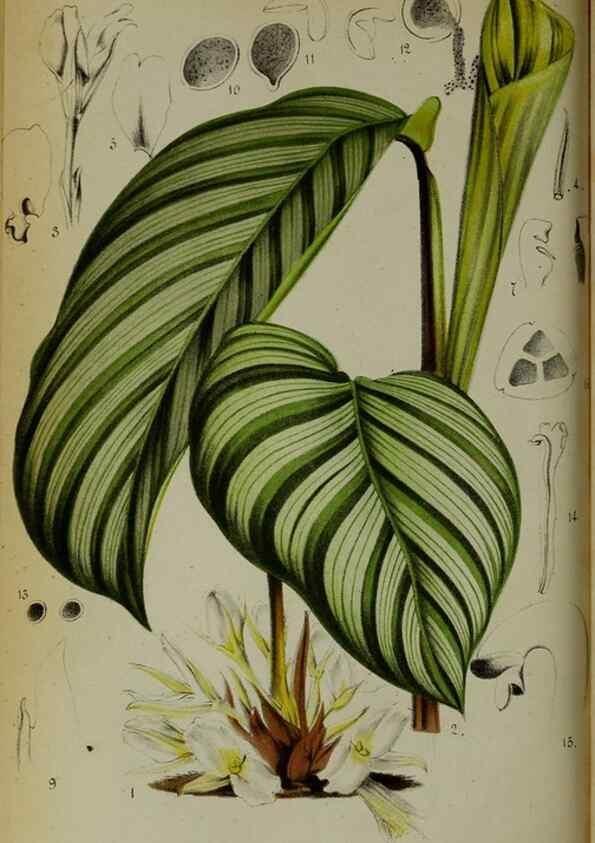 Reproducción/Reproduction 49157892248: Belgique horticole.. Liége.. 