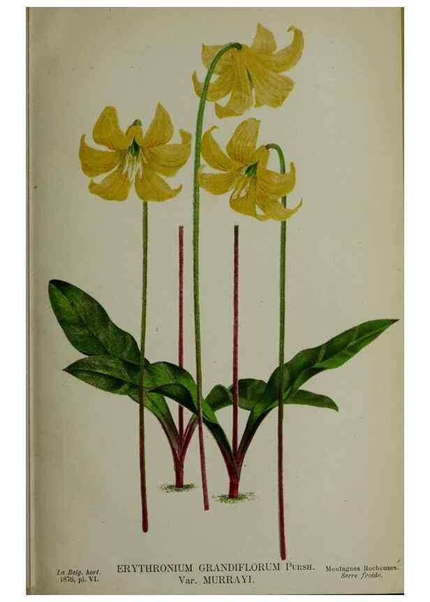 Reproducción/Reproduction 49158378806: Belgique horticole.. Liége.. 