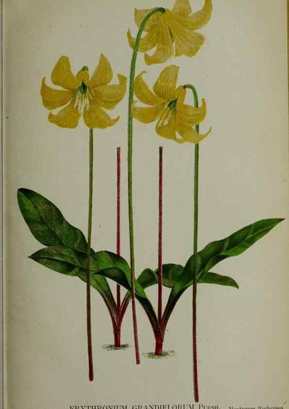 Reproducción/Reproduction 49158378806: Belgique horticole.. Liége.. 