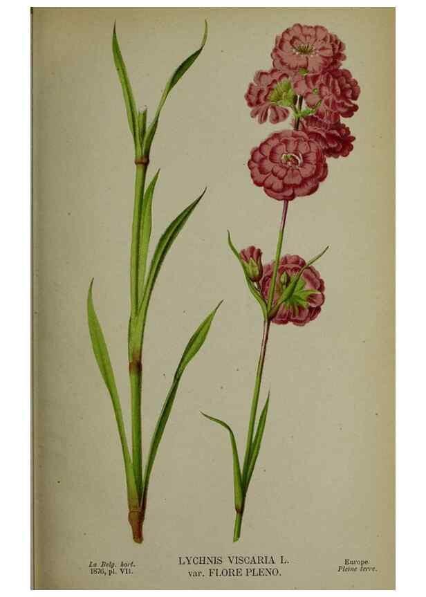 Reproducción/Reproduction 49158599747: Belgique horticole.. Liége.. 