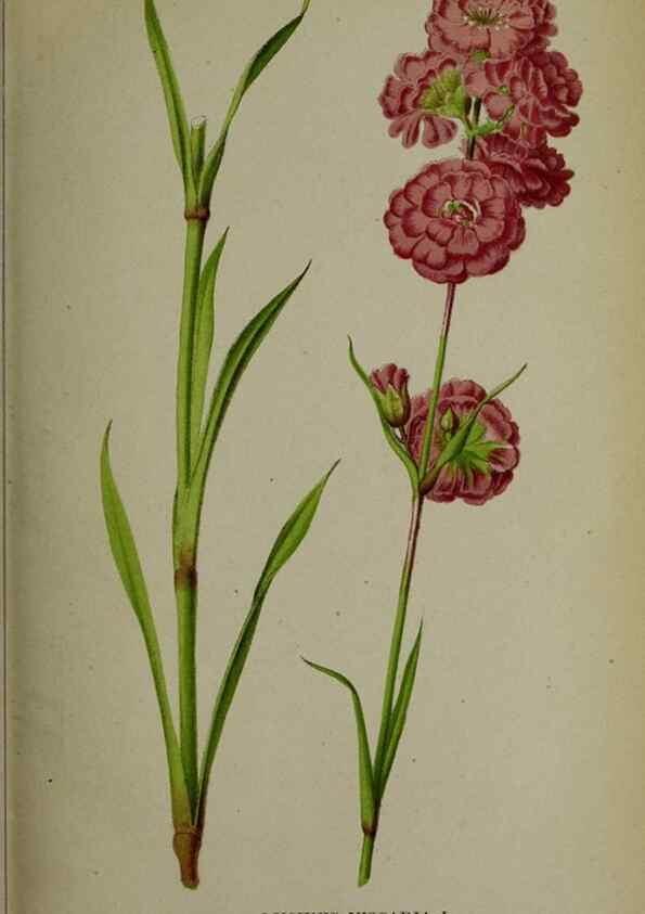 Reproducción/Reproduction 49158599747: Belgique horticole.. Liége.. 