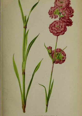 Reproducción/Reproduction 49158599747: Belgique horticole.. Liége.. 