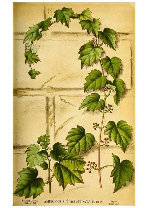 Reproducción/Reproduction 49158453402: Belgique horticole.. Liége.. 