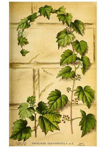 Reproducción/Reproduction 49158453402: Belgique horticole.. Liége.. 