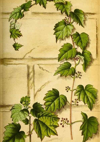 Reproducción/Reproduction 49158453402: Belgique horticole.. Liége.. 
