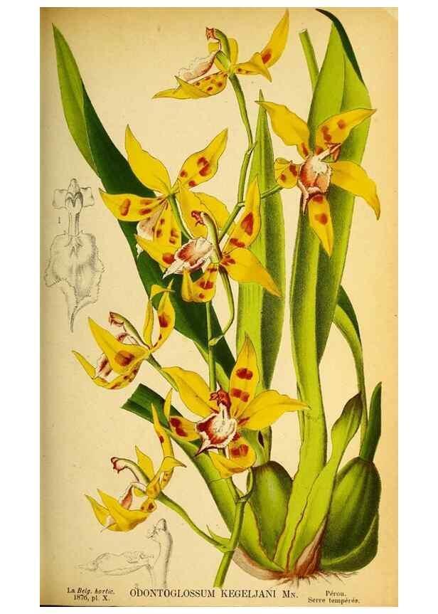 Reproducción/Reproduction 49158231986: Belgique horticole.. Liége.. 