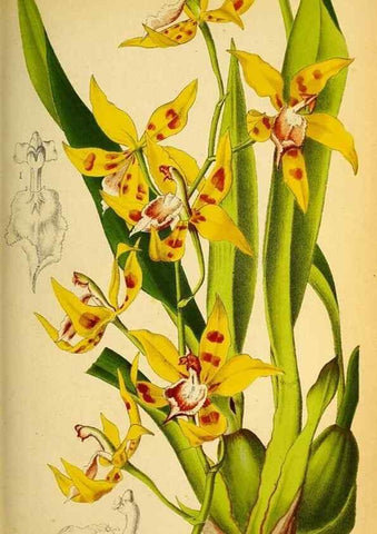 Reproducción/Reproduction 49158231986: Belgique horticole.. Liége.. 