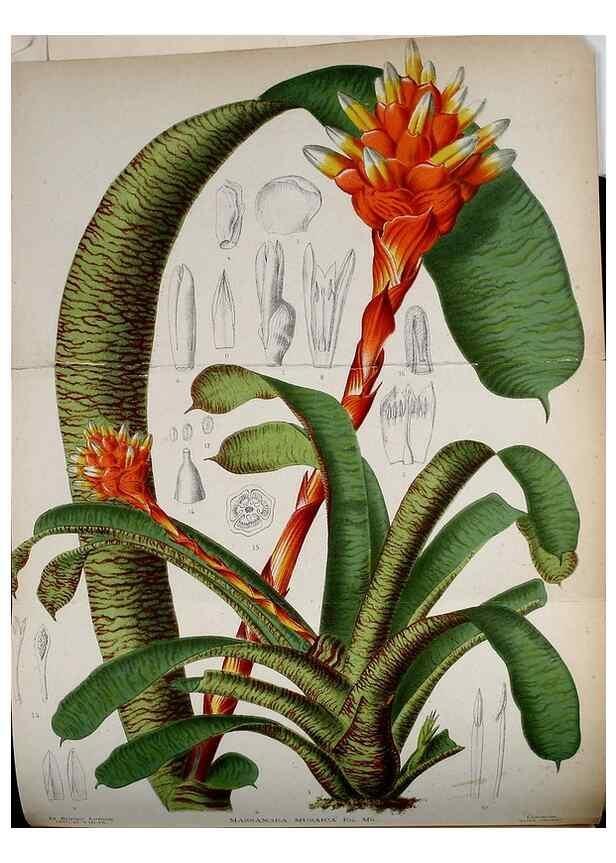 Reproducción/Reproduction 49158231651: Belgique horticole.. Liége.. 