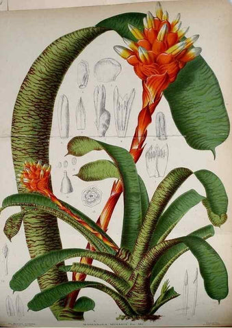 Reproducción/Reproduction 49158231651: Belgique horticole.. Liége.. 