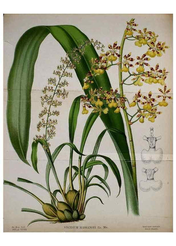 Reproducción/Reproduction 49157743778: Belgique horticole.. Liége.. 