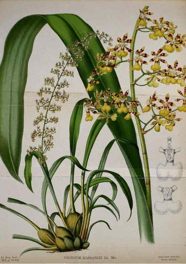 Reproducción/Reproduction 49157743778: Belgique horticole.. Liége.. 