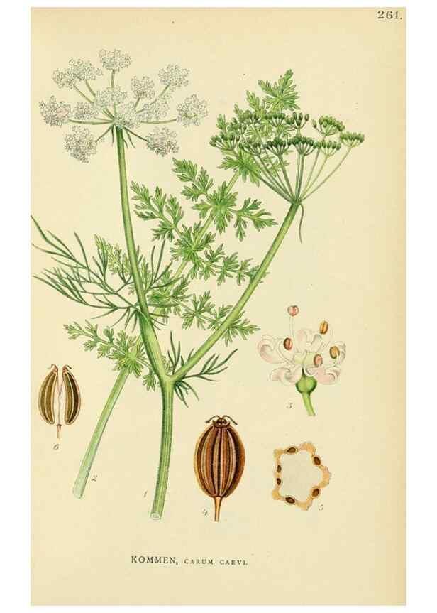 Reproducción/Reproduction 49157755841: Billeder af Nordens flora,. København,G.E.C. Gad,1901-1903 [i.e. 1907]. 