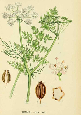 Reproducción/Reproduction 49157755841: Billeder af Nordens flora,. København,G.E.C. Gad,1901-1903 [i.e. 1907]. 