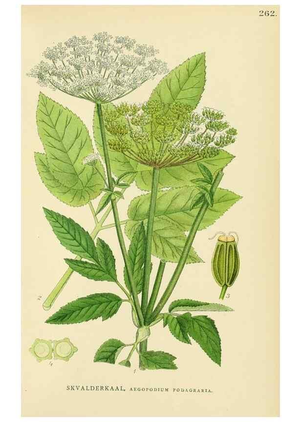 Reproducción/Reproduction 49157268478: Billeder af Nordens flora,. København,G.E.C. Gad,1901-1903 [i.e. 1907]. 