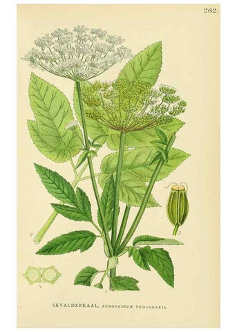 Reproducción/Reproduction 49157268478: Billeder af Nordens flora,. København,G.E.C. Gad,1901-1903 [i.e. 1907]. 