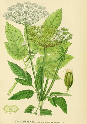 Reproducción/Reproduction 49157268478: Billeder af Nordens flora,. København,G.E.C. Gad,1901-1903 [i.e. 1907]. 