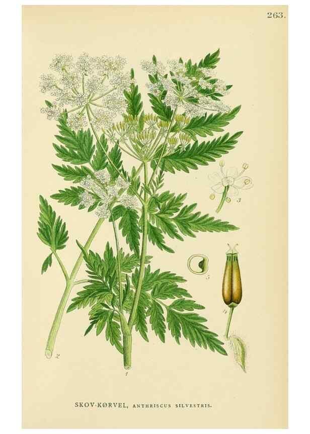 Reproducción/Reproduction 49157268818: Billeder af Nordens flora,. København,G.E.C. Gad,1901-1903 [i.e. 1907]. 