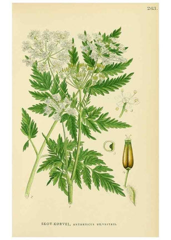 Reproducción/Reproduction 49157268818: Billeder af Nordens flora,. København,G.E.C. Gad,1901-1903 [i.e. 1907]. 