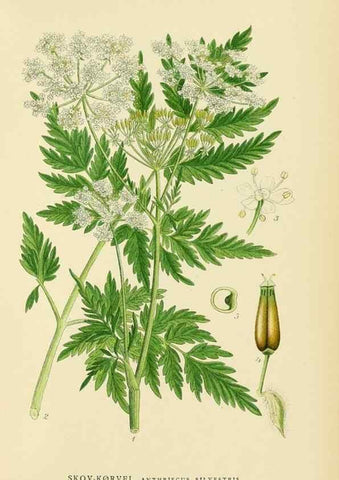 Reproducción/Reproduction 49157268818: Billeder af Nordens flora,. København,G.E.C. Gad,1901-1903 [i.e. 1907]. 