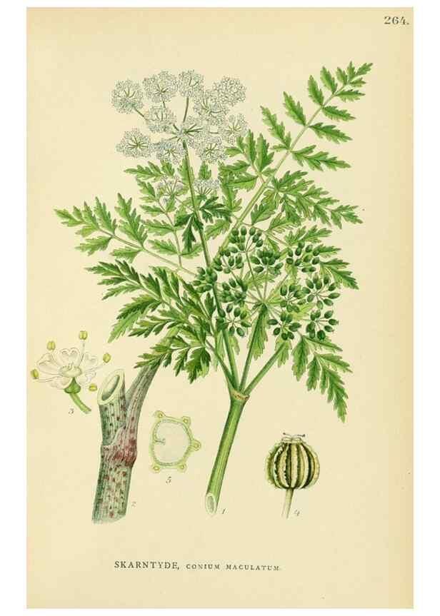 Reproducción/Reproduction 49157269133: Billeder af Nordens flora,. København,G.E.C. Gad,1901-1903 [i.e. 1907]. 