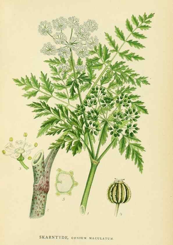 Reproducción/Reproduction 49157269133: Billeder af Nordens flora,. København,G.E.C. Gad,1901-1903 [i.e. 1907]. 
