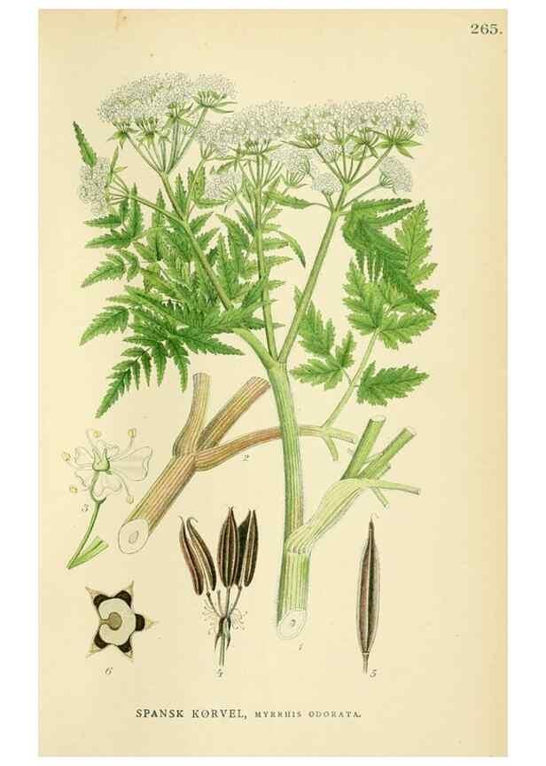 Reproducción/Reproduction 49157980052: Billeder af Nordens flora,. København,G.E.C. Gad,1901-1903 [i.e. 1907]. 