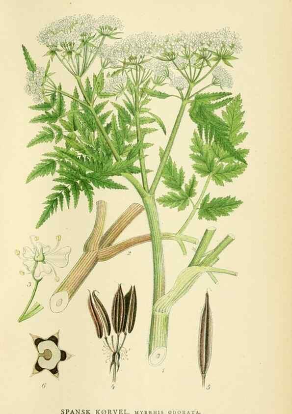 Reproducción/Reproduction 49157980052: Billeder af Nordens flora,. København,G.E.C. Gad,1901-1903 [i.e. 1907]. 