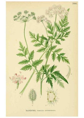 Reproducción/Reproduction 49157757421: Billeder af Nordens flora,. København,G.E.C. Gad,1901-1903 [i.e. 1907]. 