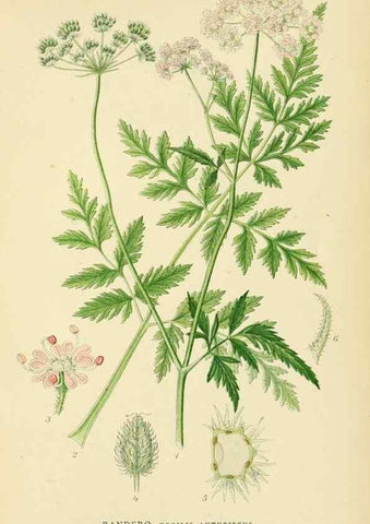 Reproducción/Reproduction 49157757421: Billeder af Nordens flora,. København,G.E.C. Gad,1901-1903 [i.e. 1907]. 