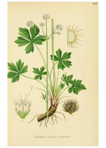 Reproducción/Reproduction 49157757736: Billeder af Nordens flora,. København,G.E.C. Gad,1901-1903 [i.e. 1907]. 