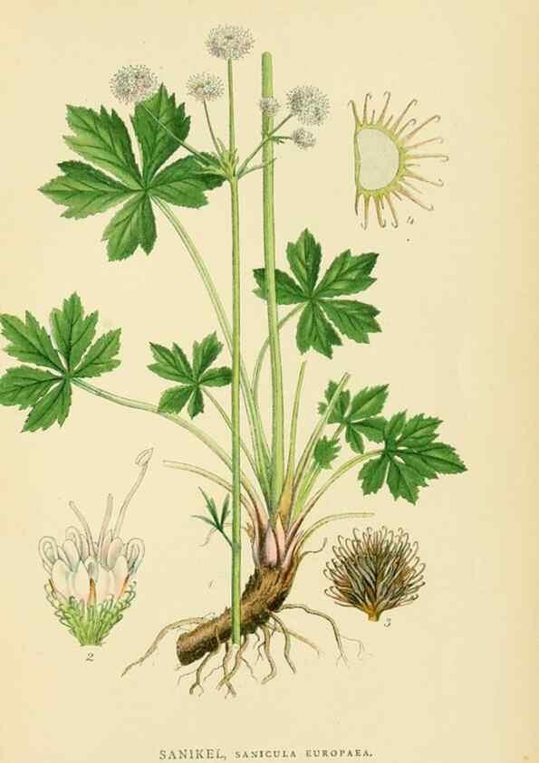 Reproducción/Reproduction 49157757736: Billeder af Nordens flora,. København,G.E.C. Gad,1901-1903 [i.e. 1907]. 