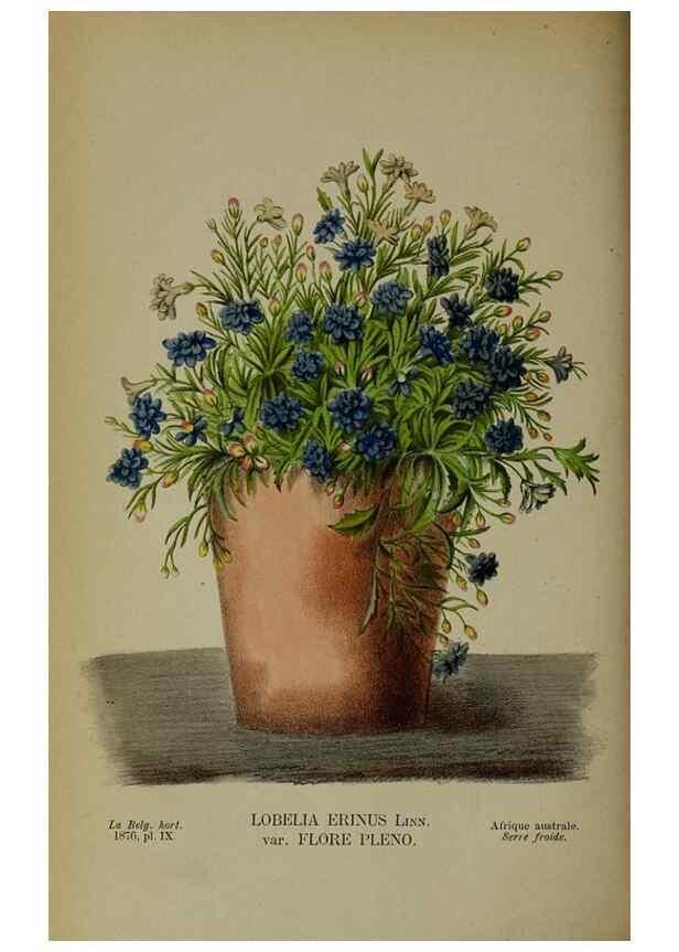 Reproducción/Reproduction 49157893463: Belgique horticole.. Liége.. 
