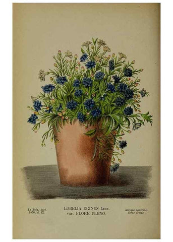 Reproducción/Reproduction 49157893463: Belgique horticole.. Liége.. 