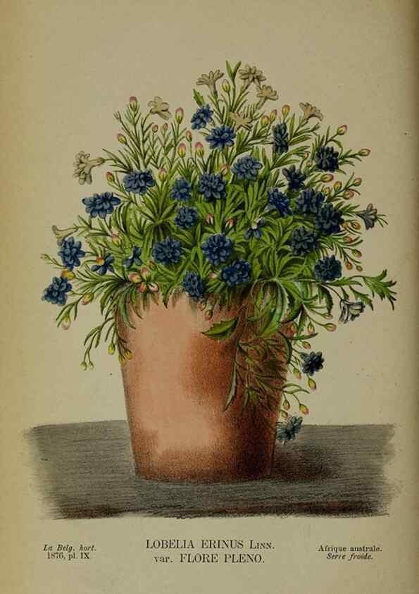 Reproducción/Reproduction 49157893463: Belgique horticole.. Liége.. 
