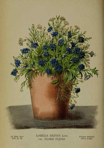 Reproducción/Reproduction 49157893463: Belgique horticole.. Liége.. 