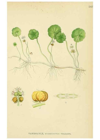 Reproducción/Reproduction 49157981007: Billeder af Nordens flora,. København,G.E.C. Gad,1901-1903 [i.e. 1907]. 