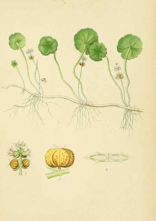 Reproducción/Reproduction 49157981007: Billeder af Nordens flora,. København,G.E.C. Gad,1901-1903 [i.e. 1907]. 