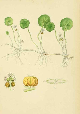 Reproducción/Reproduction 49157981007: Billeder af Nordens flora,. København,G.E.C. Gad,1901-1903 [i.e. 1907]. 