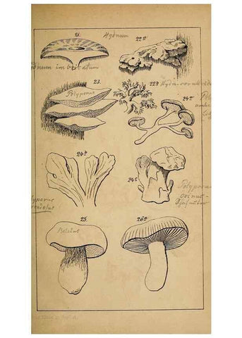 Reproducción/Reproduction 49157820521: Der Führer in die Pilzkunde :. Zerbst :Verlag von E. Luppe's Buchhandlung,1871.. 