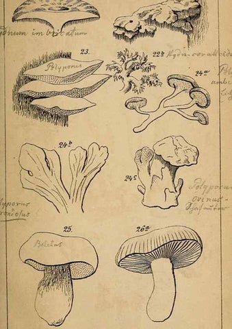 Reproducción/Reproduction 49157820521: Der Führer in die Pilzkunde :. Zerbst :Verlag von E. Luppe's Buchhandlung,1871.. 