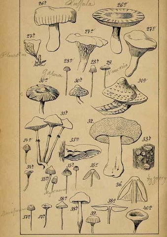 Reproducción/Reproduction 49158043727: Der Führer in die Pilzkunde :. Zerbst :Verlag von E. Luppe's Buchhandlung,1871.. 