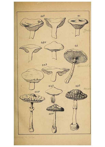 Reproducción/Reproduction 49158043967: Der Führer in die Pilzkunde :. Zerbst :Verlag von E. Luppe's Buchhandlung,1871.. 