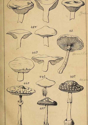 Reproducción/Reproduction 49158043967: Der Führer in die Pilzkunde :. Zerbst :Verlag von E. Luppe's Buchhandlung,1871.. 