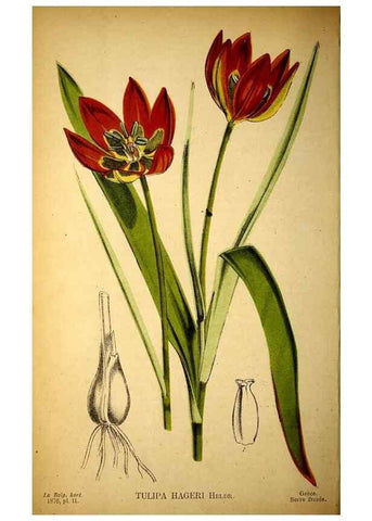 Reproducción/Reproduction 49158229546: Belgique horticole.. Liége.. 