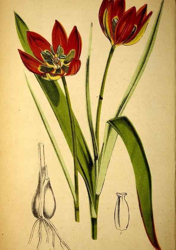 Reproducción/Reproduction 49158229546: Belgique horticole.. Liége.. 