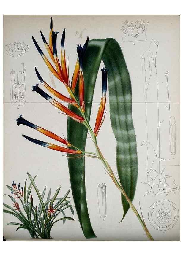 Reproducción/Reproduction 49157742468: Belgique horticole.. Liége.. 